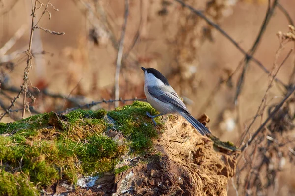 秋の森林公園の背景に苔むしたログに座っているコガラ Poecile Montanus — ストック写真