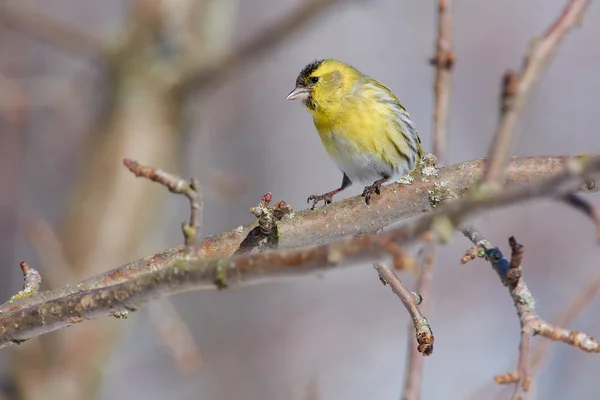 Zeisig Spinus Spinus Sitzt Auf Einem Zweig Eines Wilden Apfelbaums — Stockfoto