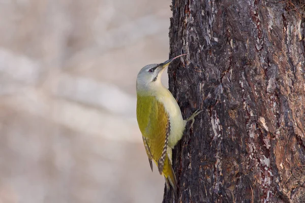 Pájaro Carpintero Cabeza Gris Picus Canus Sienta Tronco Alerce Sacando Fotos De Stock