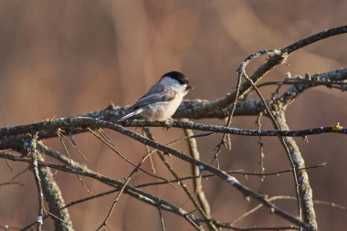 Geç sonbaharda bir orman Parkı liken kaplı ince dal söğüt baştankara (Poecile montanus) oturur.