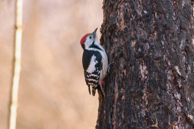 Geç sonbaharda larch bagaja pençeleri ile orta benekli ağaçkakan (Dendrocoptes medius) asmak.