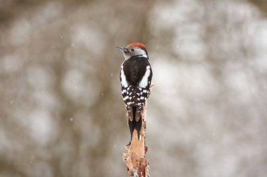 Orman kuş, orta benekli ağaçkakan (dendrocoptes medius), oturur erken baharda bir orman parkta bir açıklıkta ağaç kuru dal.