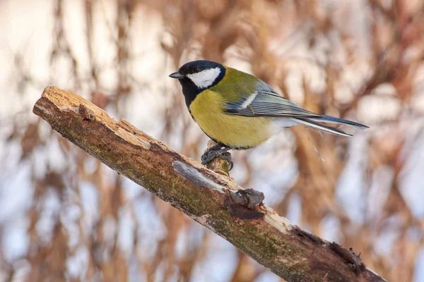 Koolmees Parus Major Zit Een Droge Tak Winter Forest Park — Stockfoto