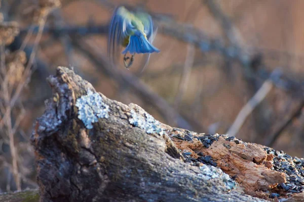 Блакитна Синиця Cyanistes Caeruleus Швидко Відлітає Залишає Колоду Насінням Соняшнику — стокове фото