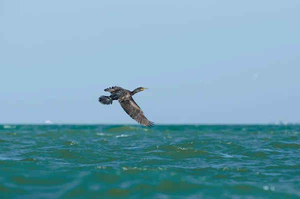 Obratný Rybář Kormorán Velký Phalacrocorax Carbo Létá Vlnách Černého Moře — Stock fotografie