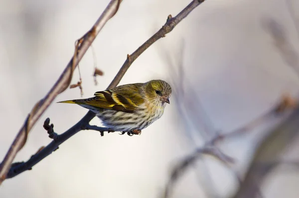 Pequeño Pájaro Del Bosque Siskin Spinus Spinus Sienta Una Rama Imagen De Stock