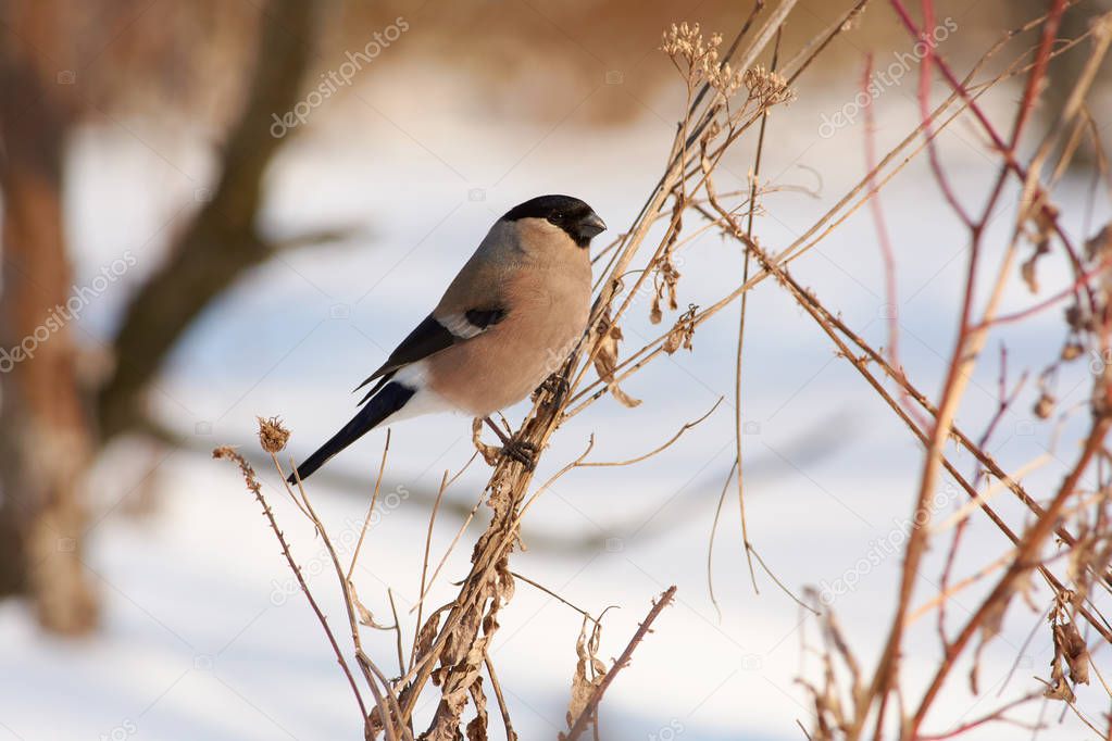 Eurasian bullfinch (female, pyrrhula pyrrhula) sits on a bundle of dry grass in a clearing in a forest park in early spring.