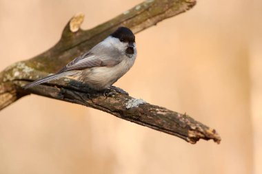 Bahar Orman Park (yakın çekim liken kaplı dal söğüt baştankara (Poecile montanus) oturur).