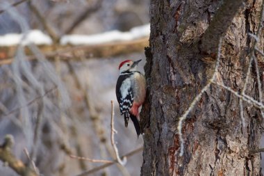 Orta benekli ağaçkakan (Dendrocoptes medius) (askıda kalıyor) orman park larch bagaja kış ilk gününde oturur.