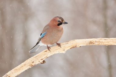 Bayağı alakarga (Garrulus glandarius) bir kuru meşe dalı Bahar Orman parkta yağan kar altında oturur.