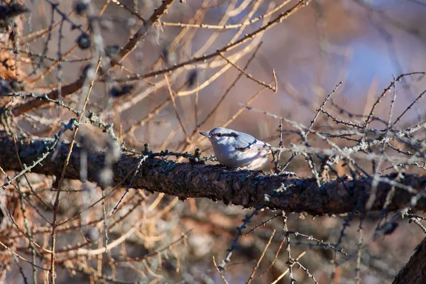 Sittelle Eurasienne Sittelle Des Bois Trouve Sur Une Branche Mélèze — Photo