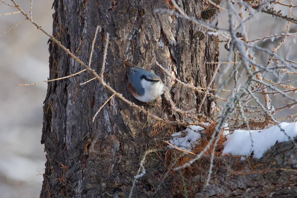 Nuthatch Eurasiático Nuthatch Madera Sienta Cuelga Tronco Alerce Parque Forestal — Foto de Stock