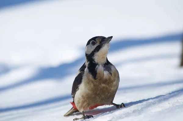 Great spotted woodpecker (Dendrocopos major) sitting on the snow in the spring forest park.