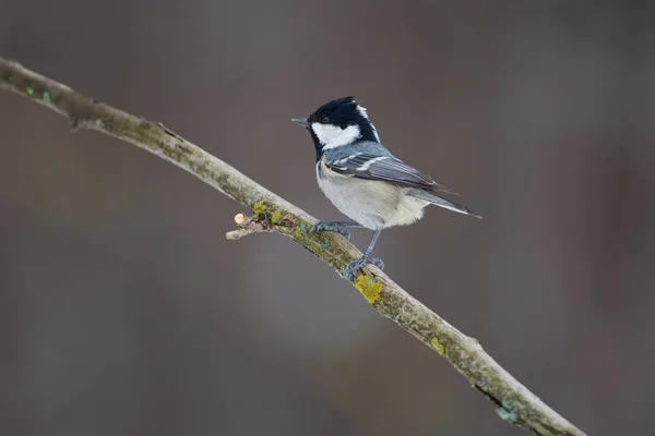 Kol Tit Periparus Ater Sitter Gren Som Täcks Med Lavar — Stockfoto