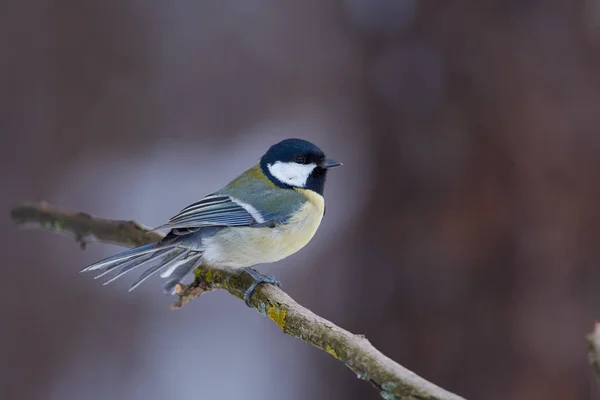 Koolmees Parus Major Zit Een Droge Tak Staart Fluffed Het — Stockfoto