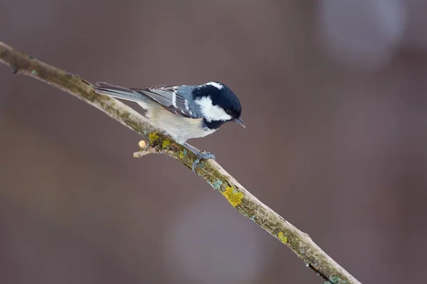 Mésange Charbonnière Periparus Ater Est Assise Sur Une Branche Sèche — Photo