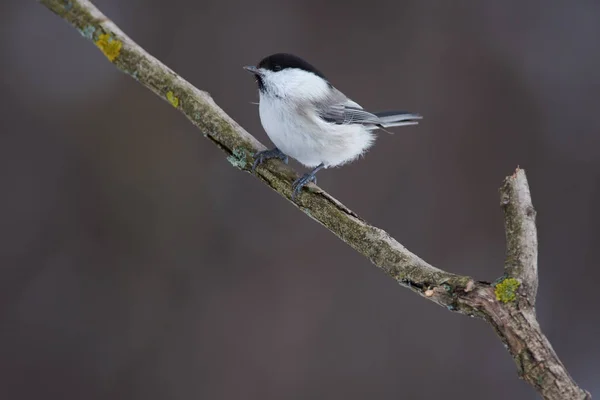 Ивовая Синица Poecile Montanus Сидит Ветке Покрытой Лишайником Лесном Парке — стоковое фото