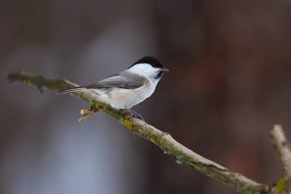 Bird - Willow tit sits on a thick branch in the winter forest on — Stock Fotó