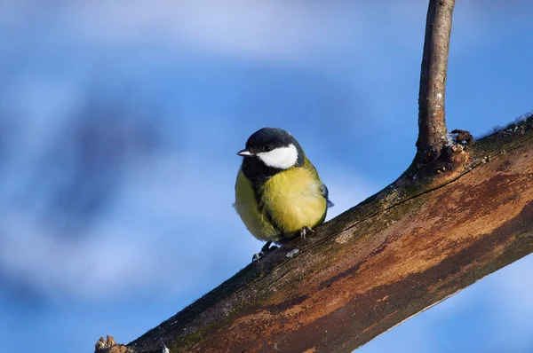 Bird - great tit sits on a thick branch in the winter forest on — Stock Photo, Image