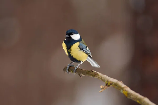 Bird - Great tit sitting on a branch covered with lichen in the — 스톡 사진