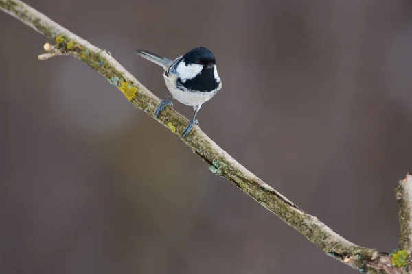 Oiseau - Mésange de charbon assise sur une branche couverte de lichen dans le w — Photo