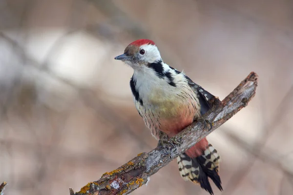 Pájaro - Pájaro carpintero manchado medio sentado en una rama cubierta de ingenio Imágenes De Stock Sin Royalties Gratis