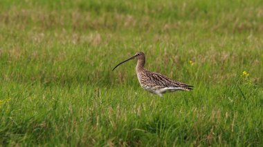 Numenius arquata çayırda