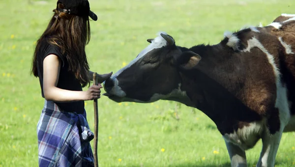Genç kadın bir inek okşayarak. Kadın bir inek okşayarak. Mutlu inek gözleri kapalı ve dilini çiftçi pat sıkışmış