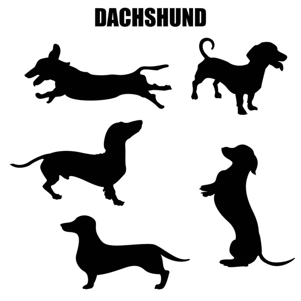 Chien Dachshund Vecteur Icônes Silhouettes Ensemble Illustrations Dans Différentes Poses — Image vectorielle