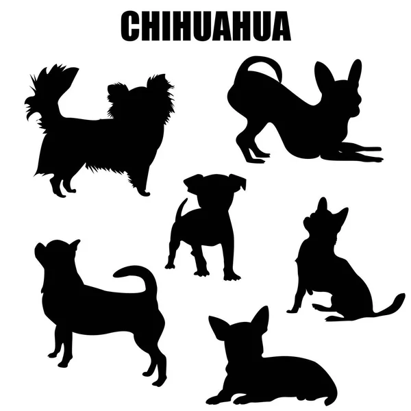 Chihuahua köpek vektör simgeler ve siluetleri. Farklı pozlar resimlerde kümesi.