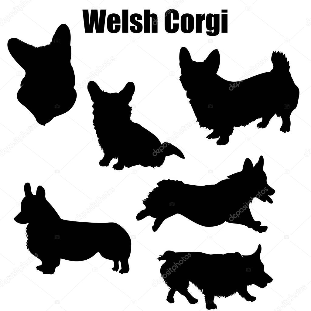 Welsh corgi dog vector icons and silhouettes. Set of illustrations in different poses.