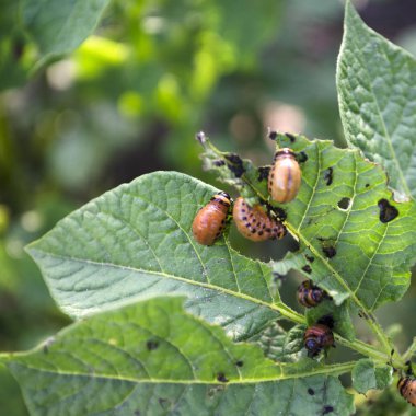 Colorado Böcek larvası patates yeşil yaprakları yiyor