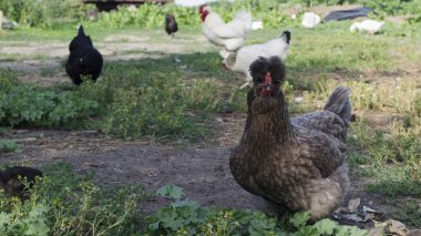 Komik tavuk çiftliği. Horoz ve tavuk, tavuk çiftliği avluda