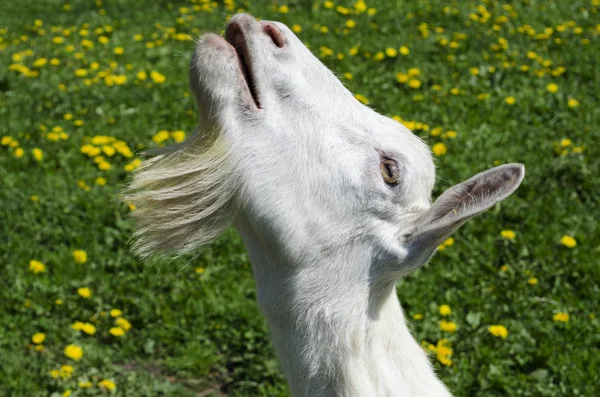 White Young Goat Asks Food Lifting His Head Top — Stock Photo, Image