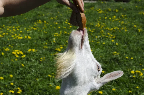 White young goat to feed bread in a meadow