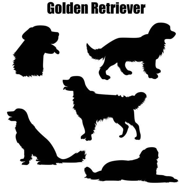 Ayakta Otururken Yan Görünümü Vektör Siluet Izole Yalan Golden Retriever — Stok Vektör