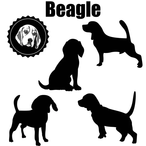 Çeşitli işlemler Beagle Beagle köpek Silhouette.The vektör