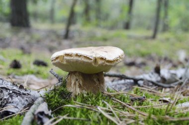 Boletus Mantarı. Penny topuz ile arka plan bulanık ormandaki olarak bilinen ormandaki Porcini mantar