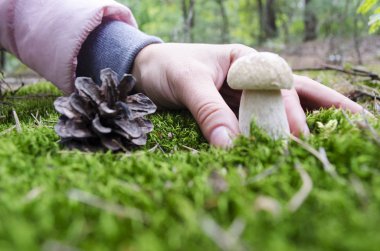 Yabani mantar, boletus mantarı ormandaki tespit. Ormanda mantar için arama. Mantar seçici