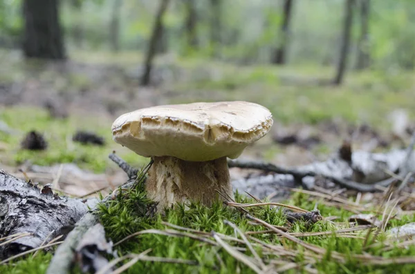 Steinpilze Steinpilze Wald Als Penny Brötchen Wald Mit Verschwommenem Hintergrund — Stockfoto