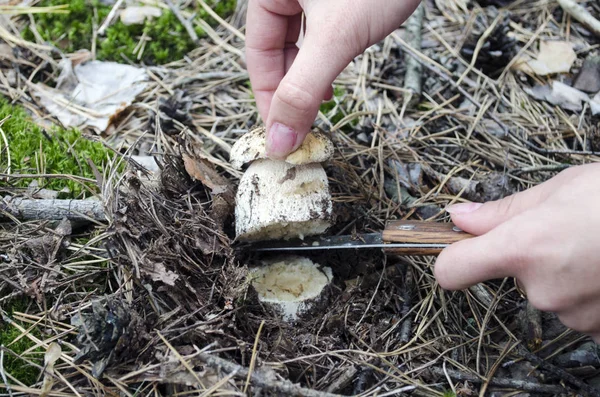 Picking wild mushrooms, boletus edulis in forest. The search for mushrooms in the woods. Mushroom picker. A woman is cutting a  porcini mushrooms with a knife.  Mushroom picker