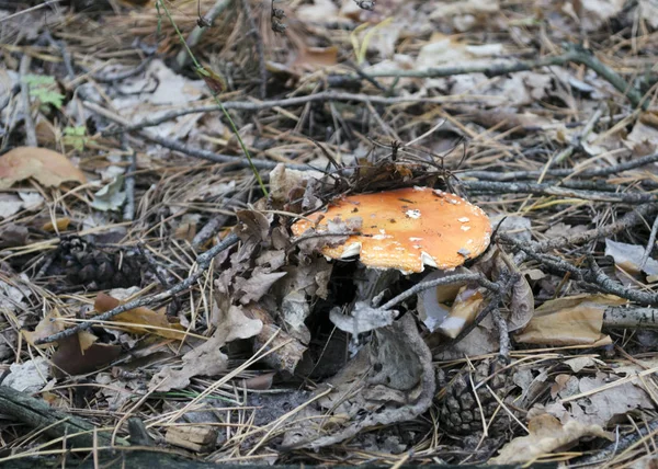 Amanita. Amanita muscaria  poisonous mushroom in a forest close-up. Red mushroom