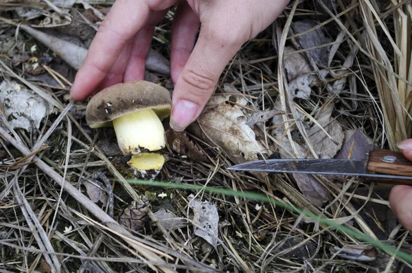 Picking wild mushrooms in forest. The search for mushrooms in the woods. Mushroom picker. A woman is cutting a  porcini mushrooms with a knife.