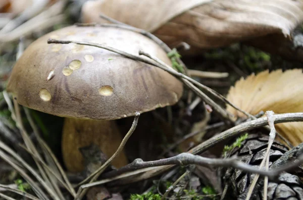 Steinpilze Steinpilze Wald Als Penny Brötchen Wald Mit Verschwommenem Hintergrund — Stockfoto