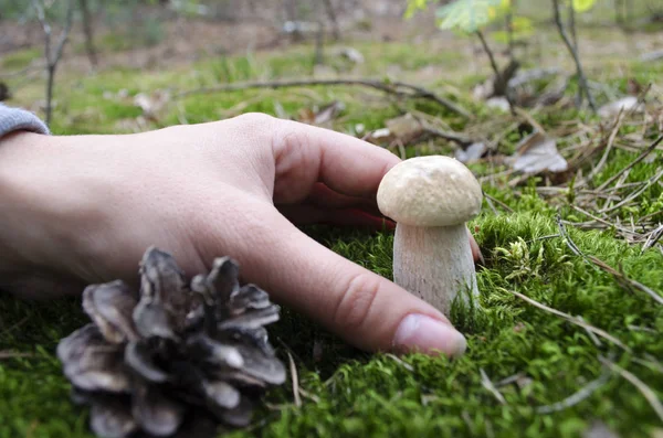 Pilze Sammeln Steinpilze Wald Die Suche Nach Pilzen Wald Pilzsammler — Stockfoto