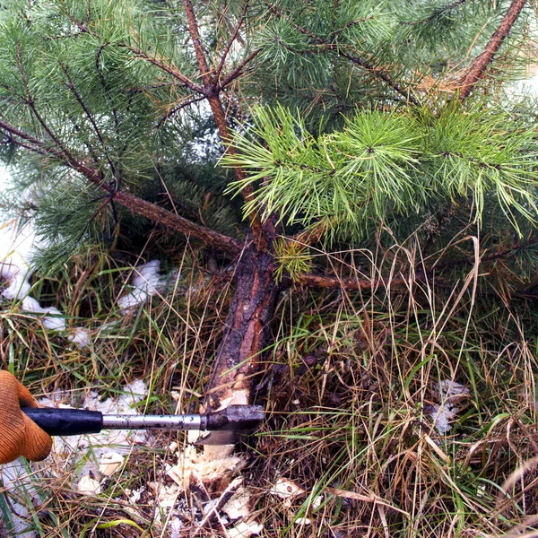 Corte Ilegal Abetos Tala Ilegal Para Nuevo Año Cortar Árbol — Foto de Stock