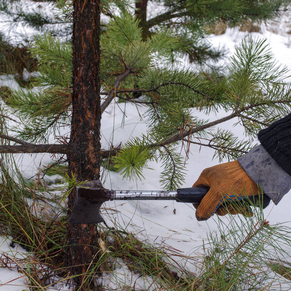 Illegal felling of firs. Illegal logging for the new year. Cutting a Christmas Tree. 