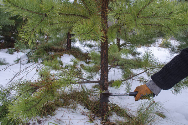 Незаконная вырубка перьев. Незаконные лесозаготовки на новый год. Вырезать рождественское дерево
. 