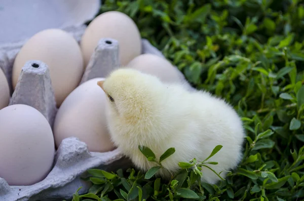Κοτόπουλο Κοιτάζει Τον Δίσκο Αυγά Δίσκος Αυγά Πράσινο Γρασίδι Κοτόπουλο — Φωτογραφία Αρχείου