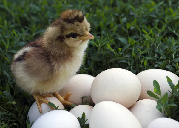 Nestling on nature stands on the eggs and looks at them — Stock Photo, Image